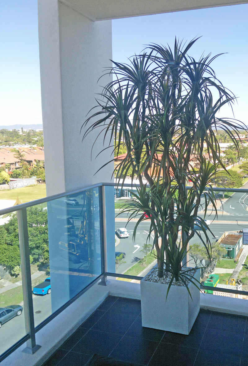 Dracaena- mini-yucca 1.5m with 6 heads