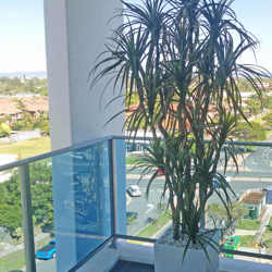 Dracaena- mini-yucca 1.5m with 6 heads - artificial plants, flowers & trees - image 5