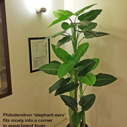 Philodendron 'elephant-ears' 1.3m - artificial plants, flowers & trees - image 4