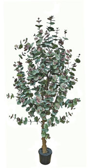 Eucalyptus 'Sweet Gum' 1.8m