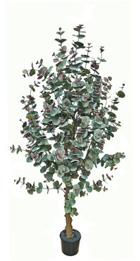 Eucalyptus 'Sweet Gum' 1.8m