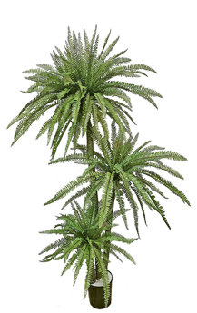 Fern Palm 1.75m triple-stem