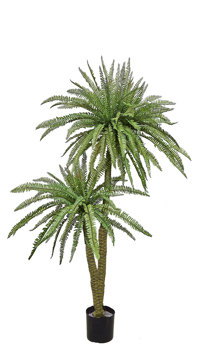 Fern Palm 1.6m dbl-stem 