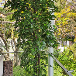 Weeping Ficus 2.4m UV-rated - artificial plants, flowers & trees - image 2