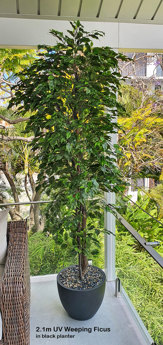 Weeping Ficus 2.1m UV-rated