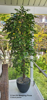 Weeping Ficus 2.1m UV-rated