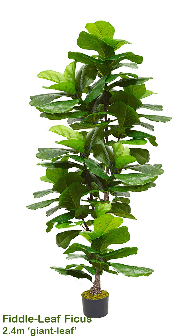 Fiddle-Leaf Ficus 'giant-leaf' 2.4m