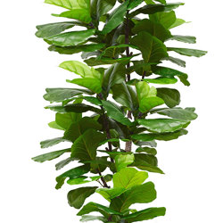 Fiddle-Leaf Ficus 'giant-leaf' 1.6m - artificial plants, flowers & trees - image 8