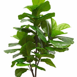 Fiddle-Leaf Ficus 'giant-leaf' 1.6m - artificial plants, flowers & trees - image 10