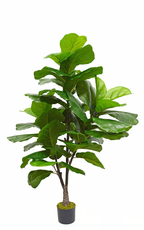 Articial Plants - Fiddle-Leaf Ficus 'giant-leaf' 1.6m