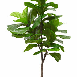 Fiddle-Leaf Ficus 'giant-leaf' 1.6m - artificial plants, flowers & trees - image 9