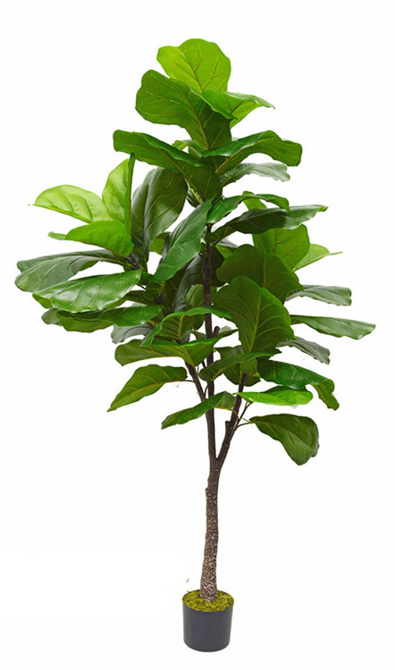 Articial Plants - Fiddle-Leaf Ficus 'giant-leaf' 1.8m