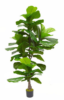 Fiddle-Leaf Ficus 'giant-leaf' 1.9m (deluxe)