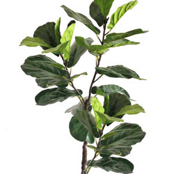 Trough Planters- with Fiddle-Leaf Ficus 1.35m tall - artificial plants, flowers & trees - image 4