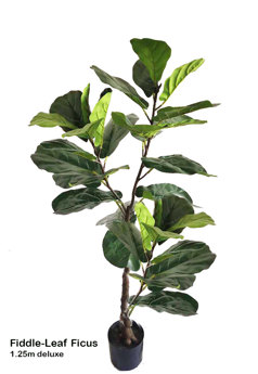 Fiddle-Leaf Ficus 1.25m deluxe