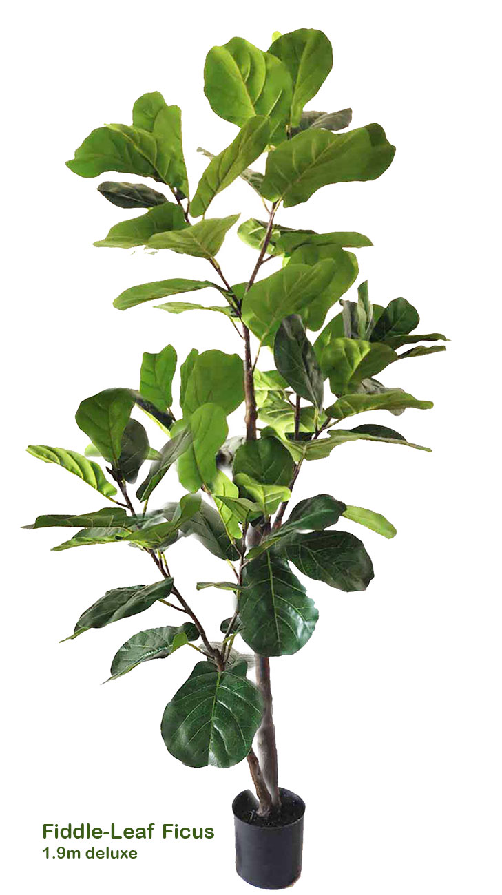 Fiddle-Leaf Ficus 1.9m delux