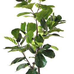 Trough Planters- with Fiddle-Leaf Ficus 1.9m - artificial plants, flowers & trees - image 4