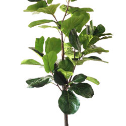 Fiddle-Leaf Ficus 1.2m sml - artificial plants, flowers & trees - image 8