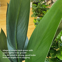 Artificial Bird of Paradise Plant 1.4m - artificial plants, flowers & trees - image 7