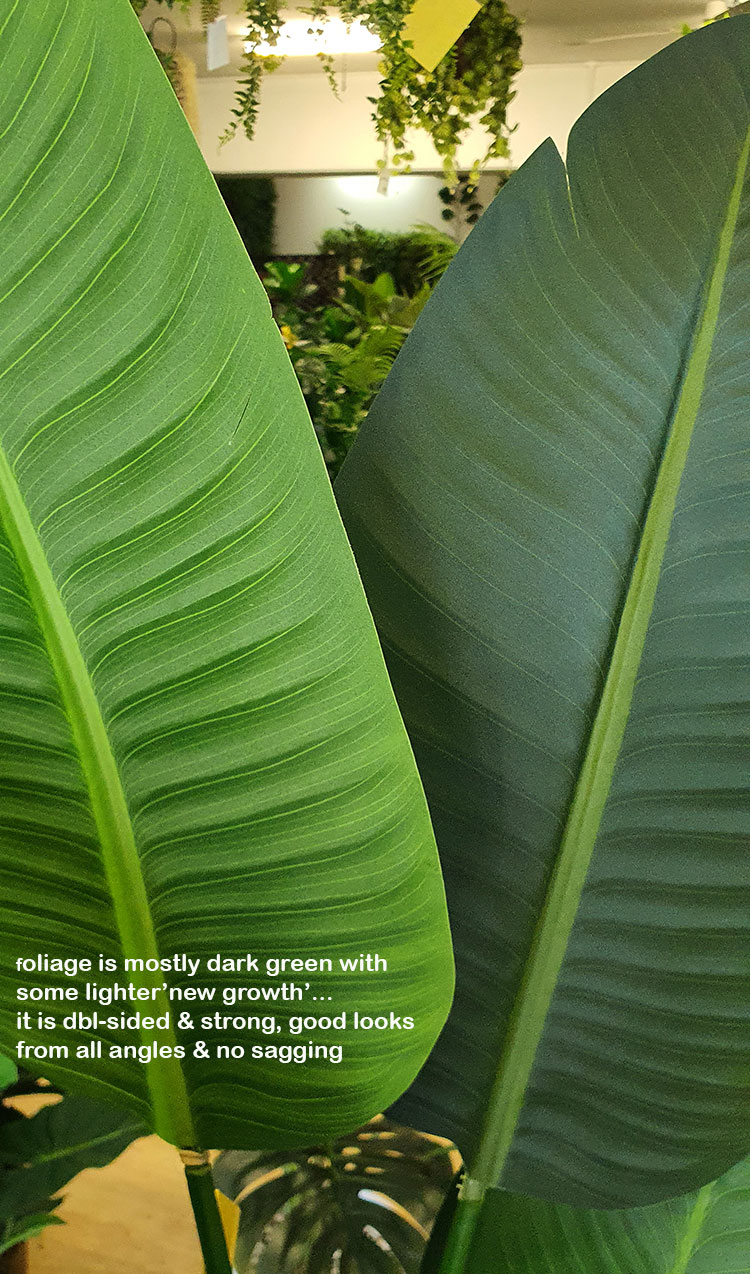 Heliconia Palms- 1.8m