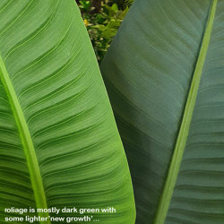 Heliconia Palms- 2.1m - artificial plants, flowers & trees - image 10