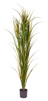 Pampas Grass UV 1.5m