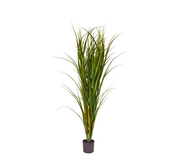 Pampas Grass UV 1.2m