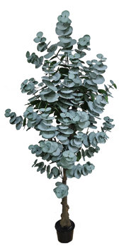 Eucalyptus 'grey gum' 1.7m