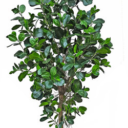 Moreton Bay Ficus 1.6m - artificial plants, flowers & trees - image 9