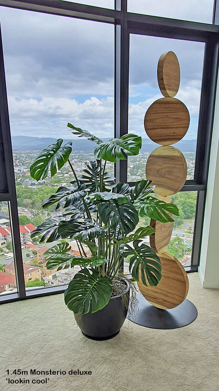 Monstera 'giant leaf' 1.4m