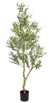 Olive Tree- 2.1m narrow