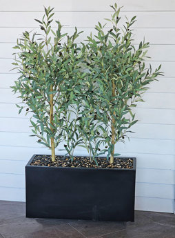 Trough Planters- with Olive Trees 1.4m tall