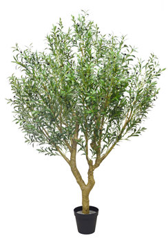 Giant Olive Tree- 2.7m tall