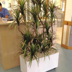 Dracaena- marginata 2.1m with 10 heads - artificial plants, flowers & trees - image 9