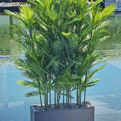 Trough Planters- with UV Parlour Palms 1.8m tall - artificial plants, flowers & trees - image 10
