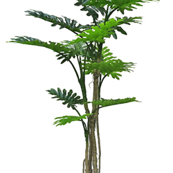 Philodendron 'giant-leaf' 1.7m - artificial plants, flowers & trees - image 7