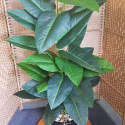 Philodendron 'elephant-ears' 1.8m - artificial plants, flowers & trees - image 5