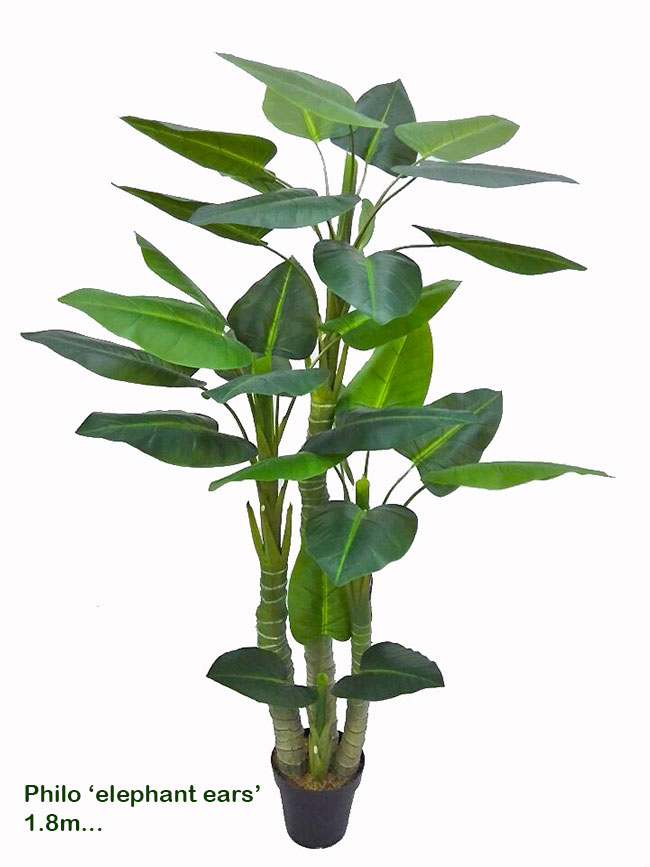 Philodendron 'elephant-ears' 1.8m