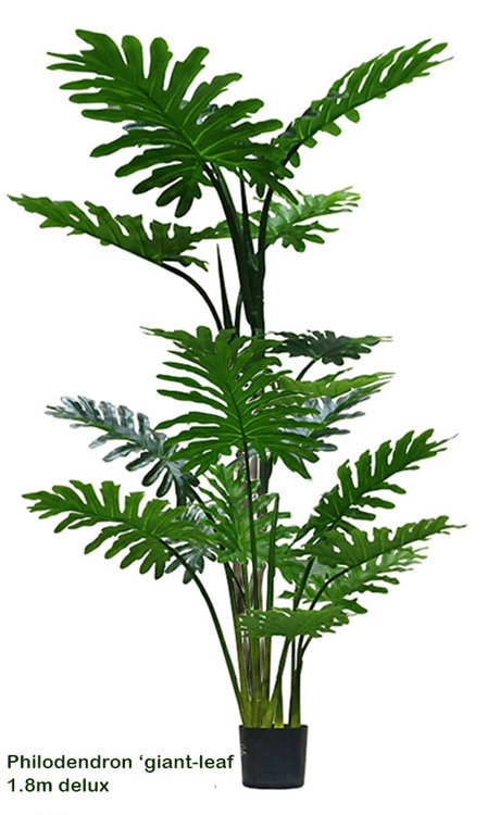 Articial Plants - Philodendron 'giant-leaf' 1.8m delux