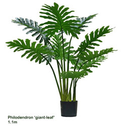 Philodendron 'giant-leaf' 1.1m sml - artificial plants, flowers & trees - image 9