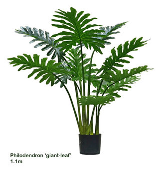 Philodendron 'giant-leaf' 1.1m sml