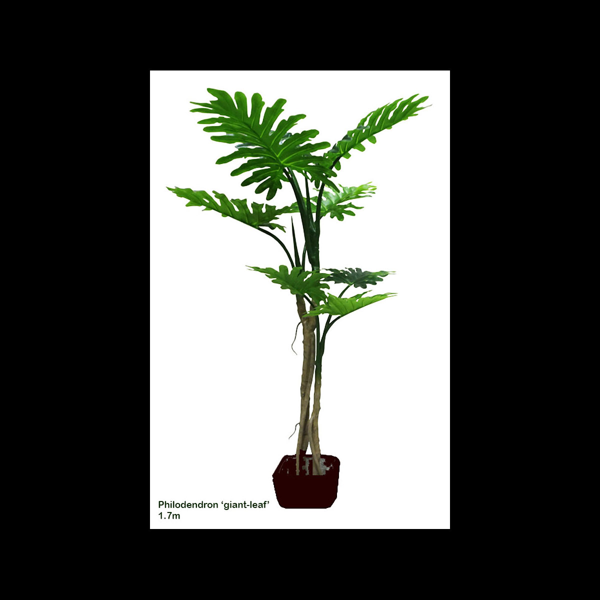Philodendron 'giant-leaf' 1.7m Artificial Trees | Australia