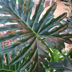 Philodendron 'giant-leaf' 1.1m sml - artificial plants, flowers & trees - image 1