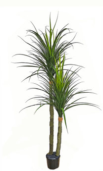 Ponytail Yucca 1.75m double stem-stem 