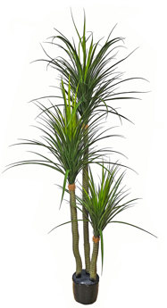 Ponytail Yucca 2m triple-stem