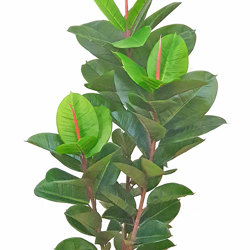 Rubber-Tree 1.3m - artificial plants, flowers & trees - image 10