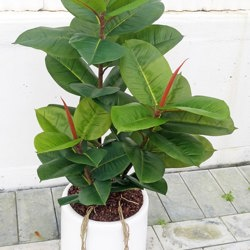 Rubber-Tree 1.6M - artificial plants, flowers & trees - image 6
