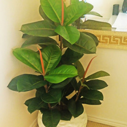 Rubber-Tree 1.1m sml - artificial plants, flowers & trees - image 6