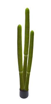 Cactii- Column Cactus triple-trunk 1.5m