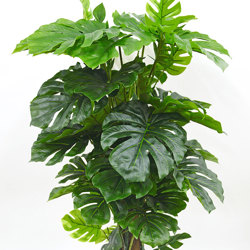 Trough Planters- with Monstera Plants 1.7m - artificial plants, flowers & trees - image 2